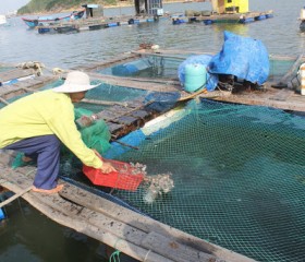 Lưới nuôi trồng thủy hải sản 
