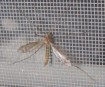 Lưới chắn côn trùng - những điều cần biết