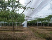 Lưới che nắng nông nghiệp cho cây ăn quả